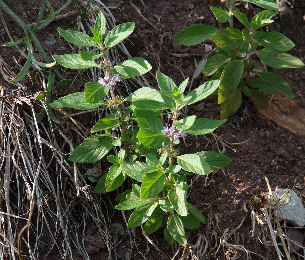 Image of Mentha arvensis specimen.