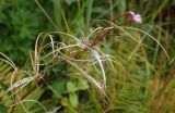 Epilobium adenocaulon. Верхушка побега с цветками и плодами. Тверская обл., Кимрский р-н, окр. дер. Ларцево, заросшая лесная тропа на краю вырубки. 18.08.2017.