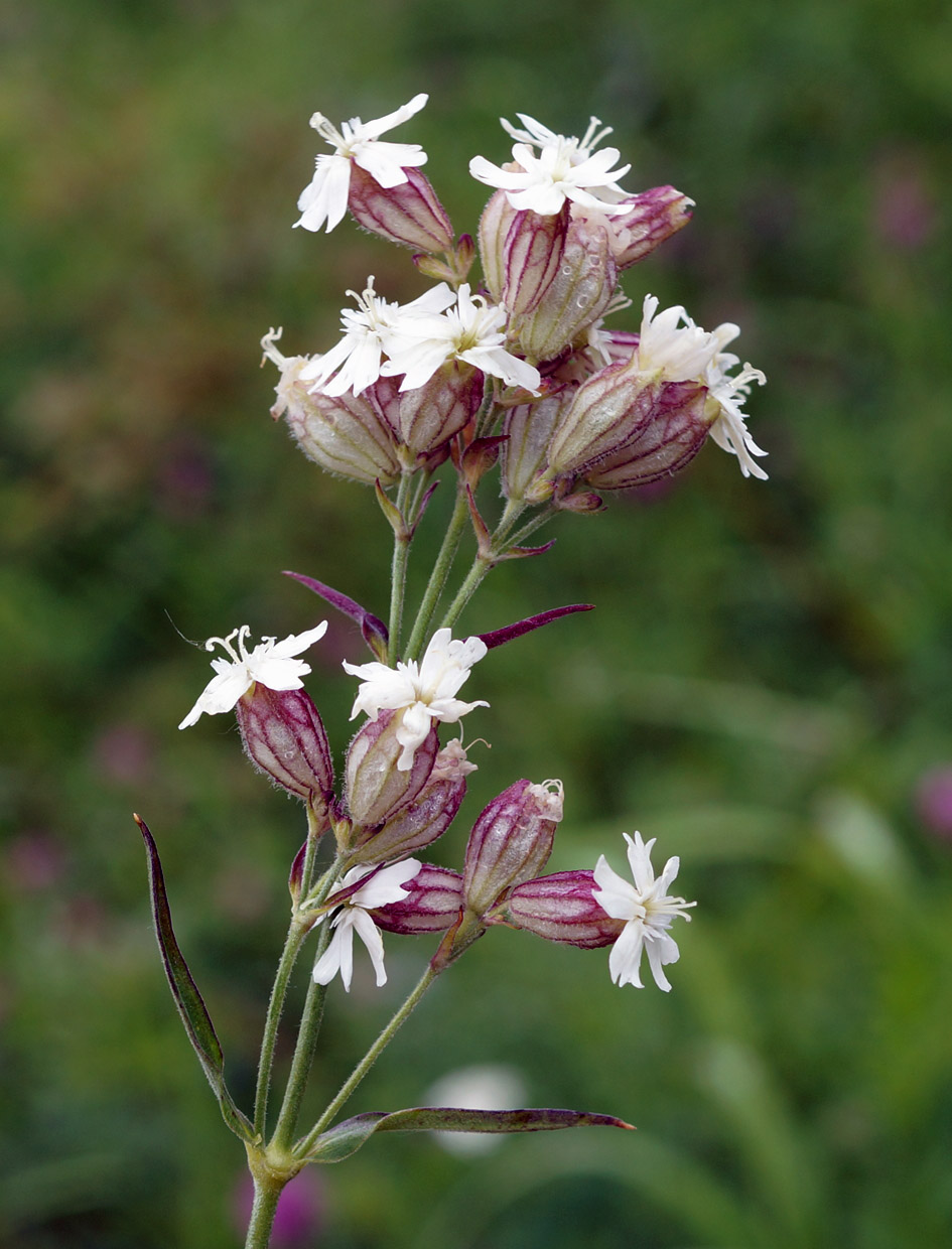 Изображение особи Silene amoena.