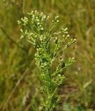 Image of taxon representative. Author is Тамара Риб