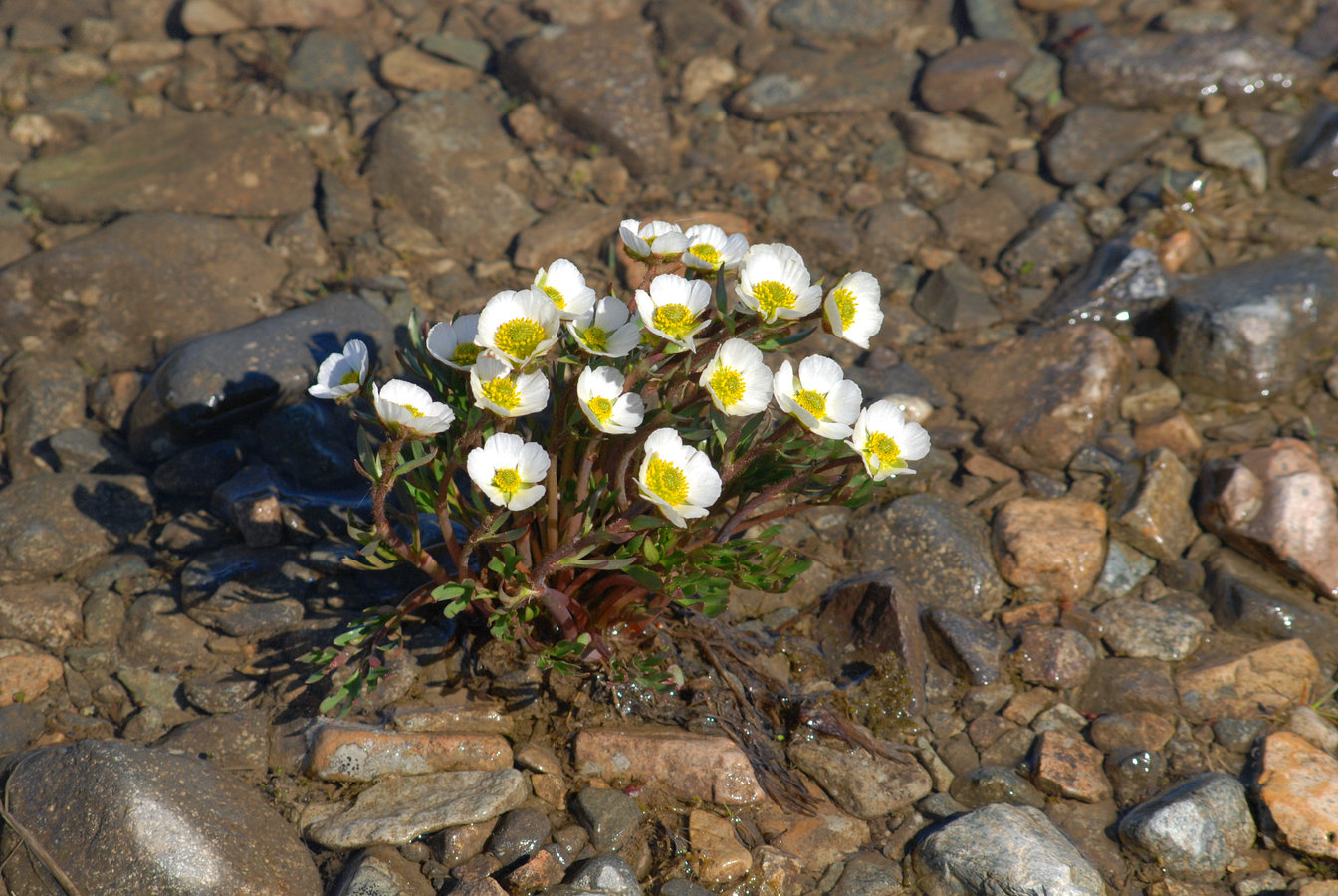 Image of Beckwithia chamissonis specimen.