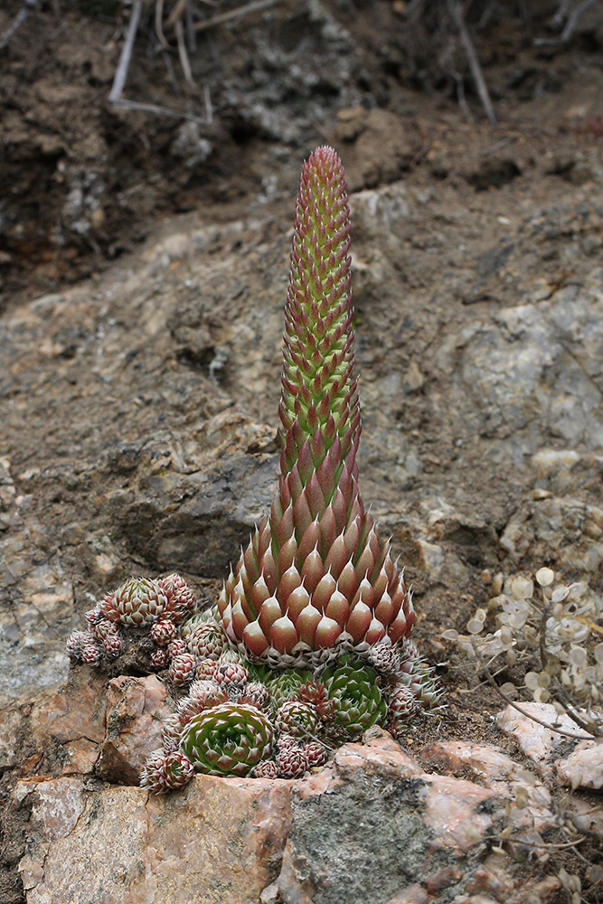 Image of Orostachys spinosa specimen.