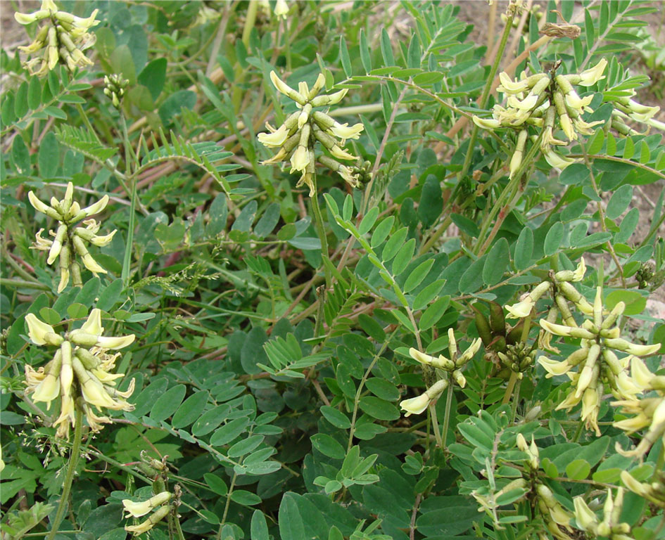 Изображение особи Astragalus schelichowii.