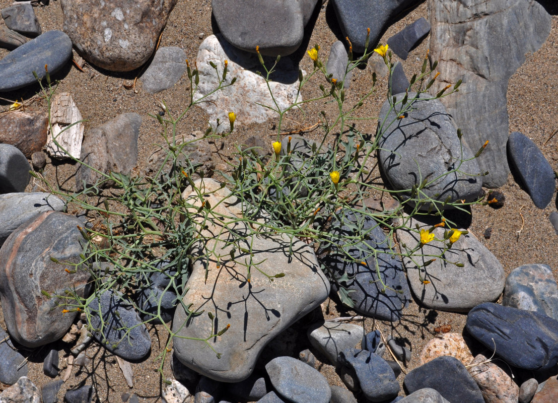 Image of Crepis flexuosa specimen.