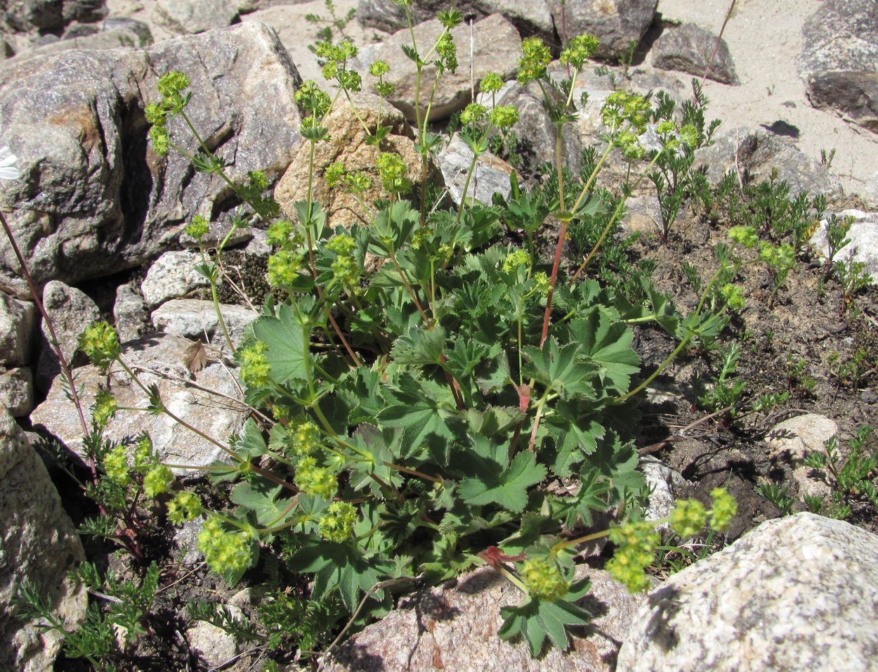 Изображение особи род Alchemilla.