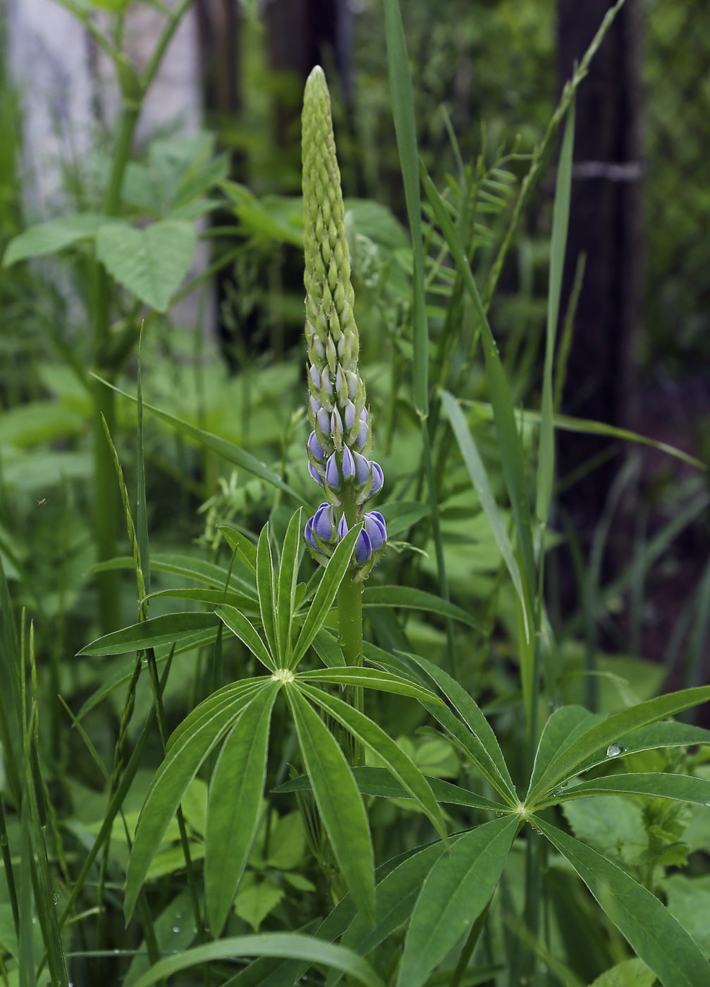 Изображение особи Lupinus polyphyllus.