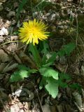 Taraxacum ussuriense