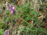 Oxytropis ochotensis. Верхушки растения с цветками и бутонами. Магаданская обл., Ольский р-н, окр. пос. Атарган, крутой приморский склон, задернованная скала. 05.07.2017.