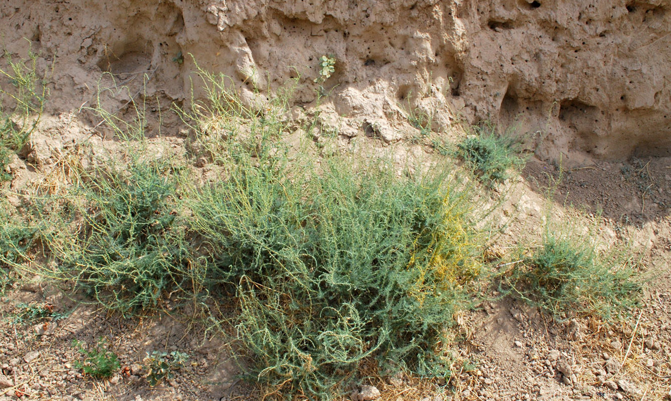 Image of Bassia prostrata specimen.