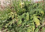 Phlomoides laciniata