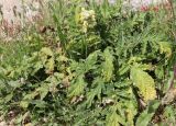 Phlomoides laciniata. Цветущее растение. Израиль, к востоку от большого Тель-Авива, Национальный парк Мигдаль Цедек, фригана. 05.03.2018.