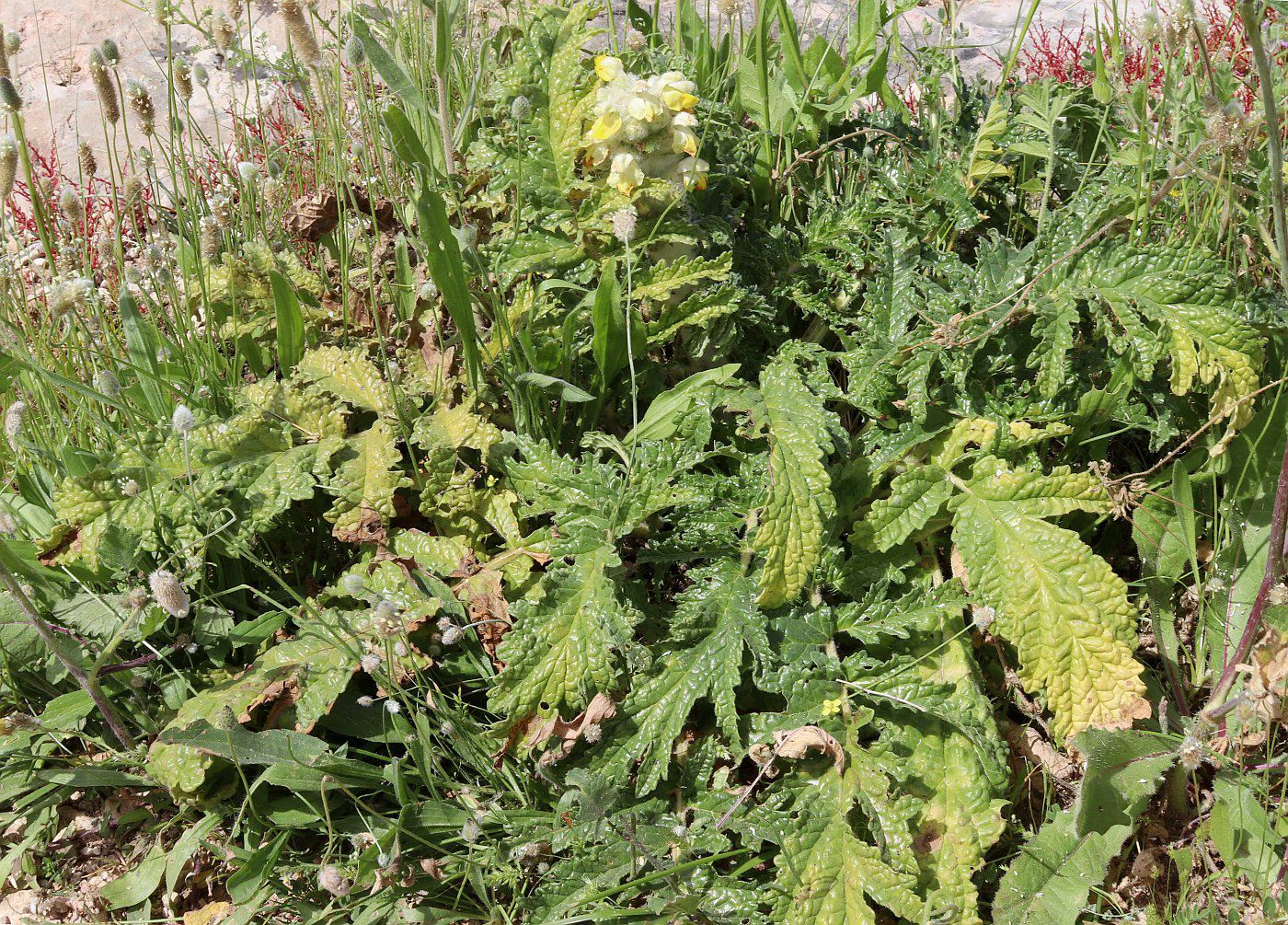 Image of Phlomoides laciniata specimen.