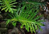 Philodendron bipinnatifidum. Лист. Малайзия, о-в Калимантан, г. Кучинг, в культуре. 12.05.2017.