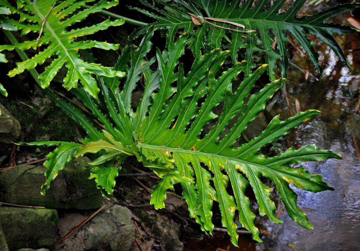 Image of Philodendron bipinnatifidum specimen.