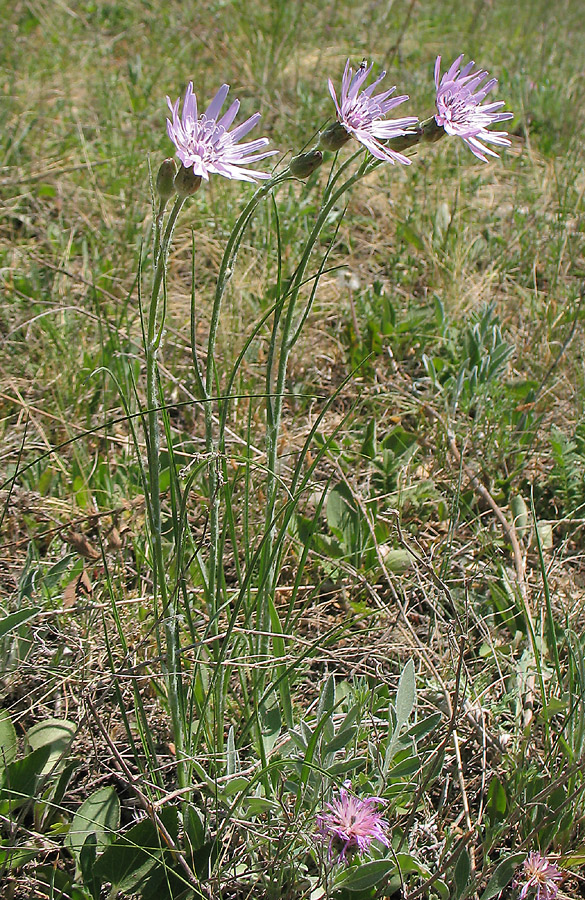 Image of Scorzonera purpurea specimen.