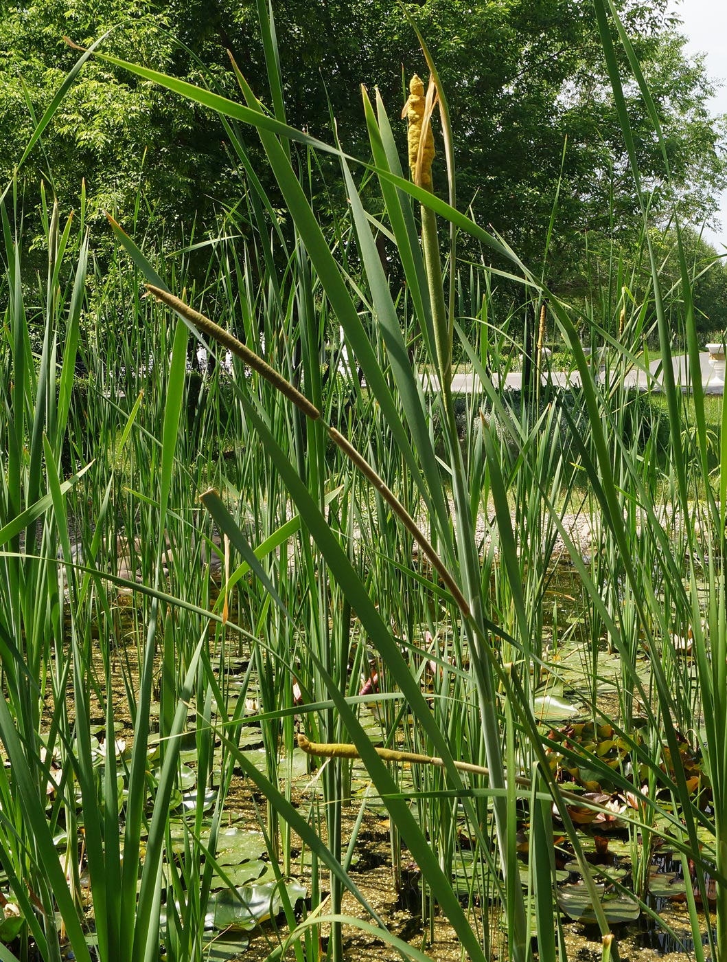 Изображение особи Typha latifolia.