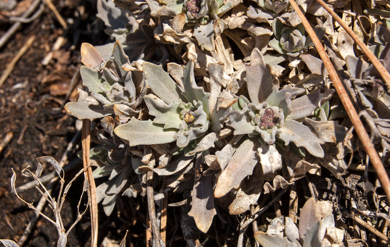 Изображение особи Schivereckia podolica.