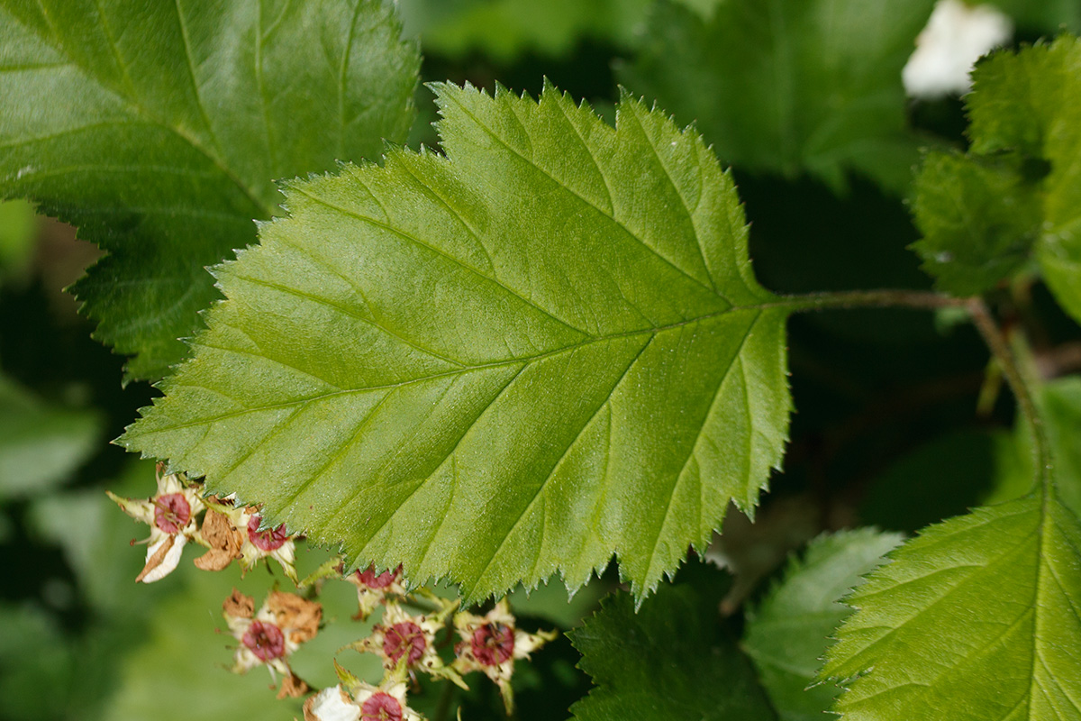 Image of Crataegus submollis specimen.