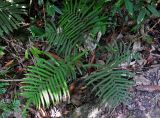 Cyclosorus opulentus. Взрослое растение. Малайзия, о-в Пенанг, национальный парк Пенанг, прибрежный лес. 06.05.2017.