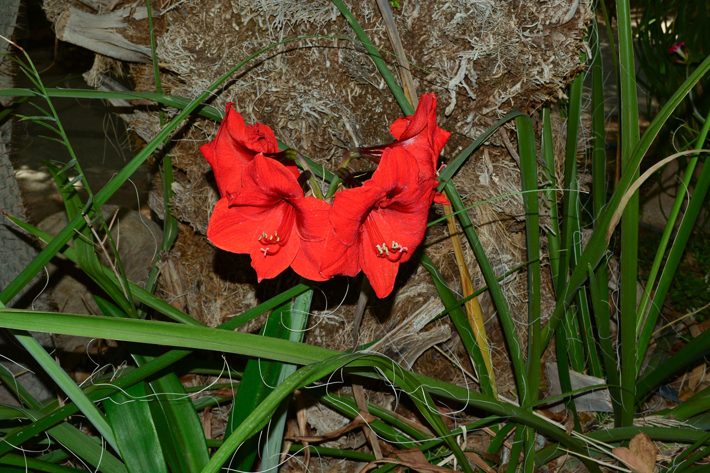 Изображение особи род Hippeastrum.