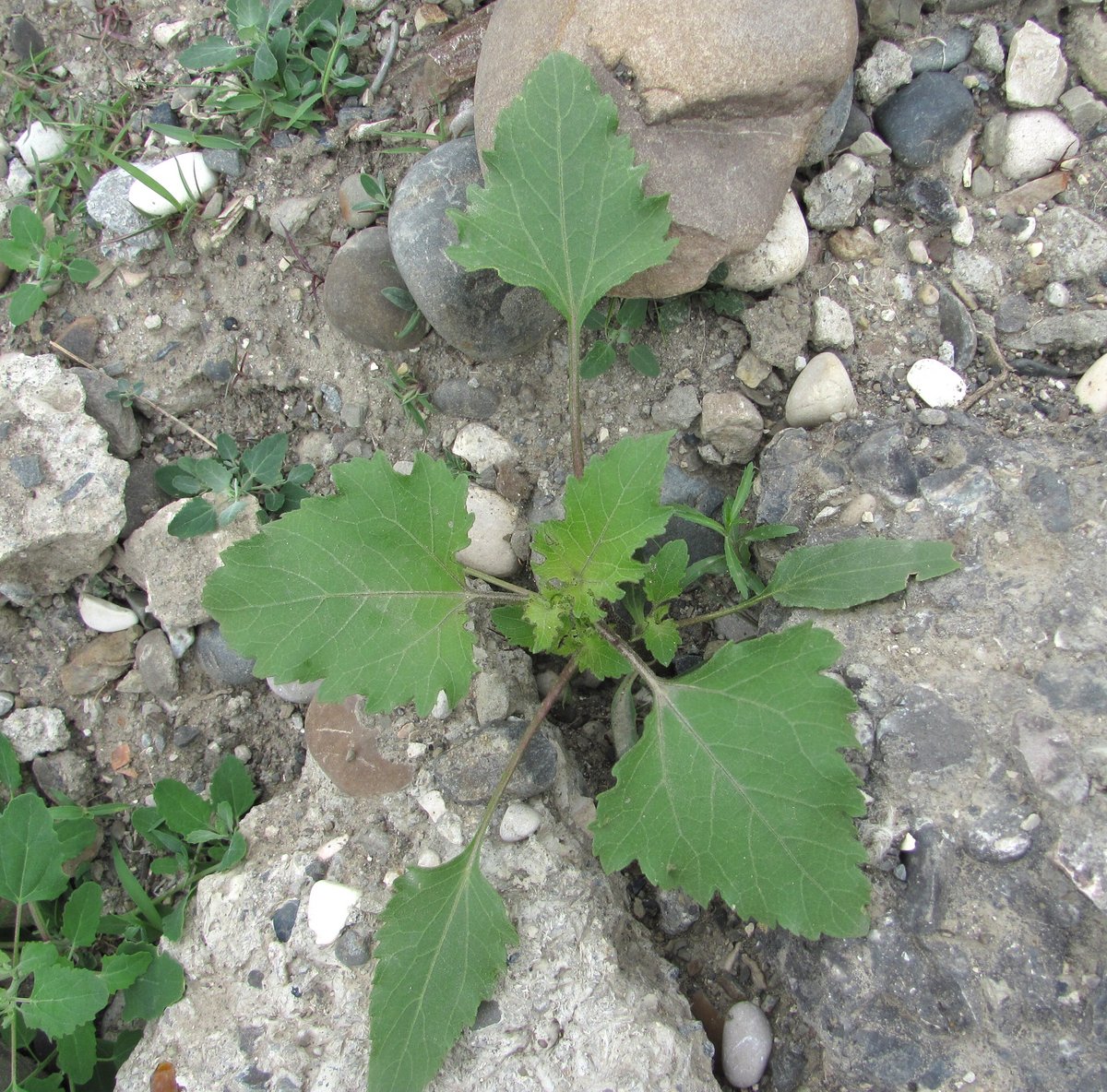 Image of Xanthium orientale specimen.