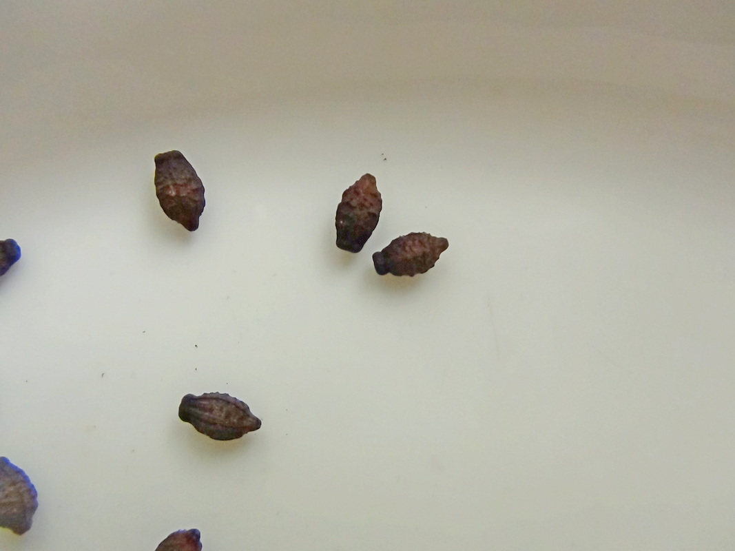 Image of Mirabilis jalapa specimen.