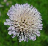 Knautia arvensis