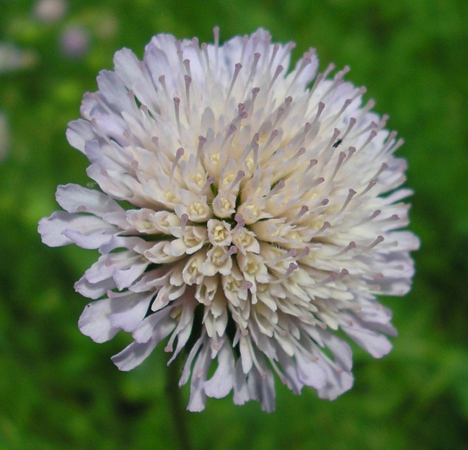 Image of Knautia arvensis specimen.