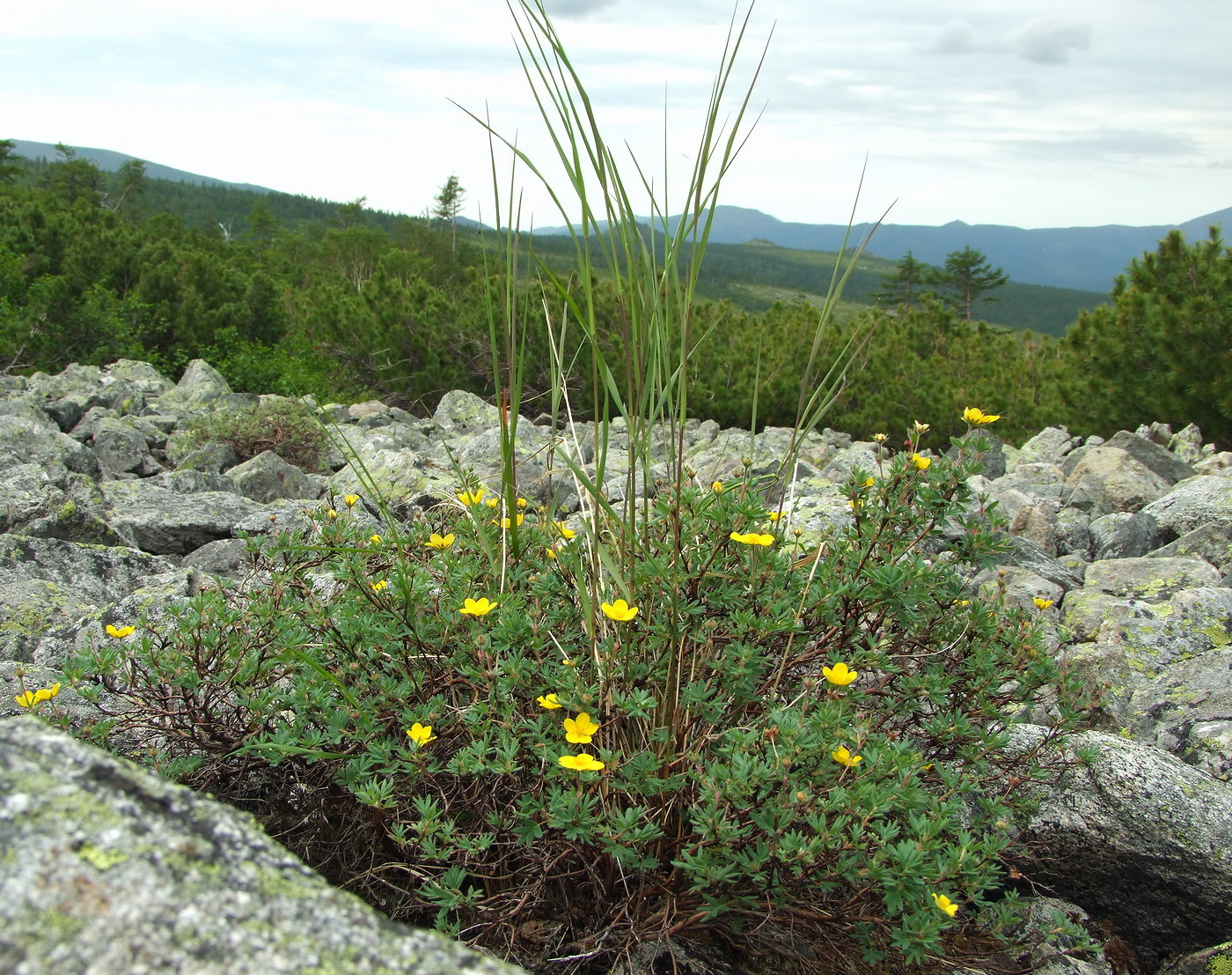 Image of Dasiphora fruticosa specimen.