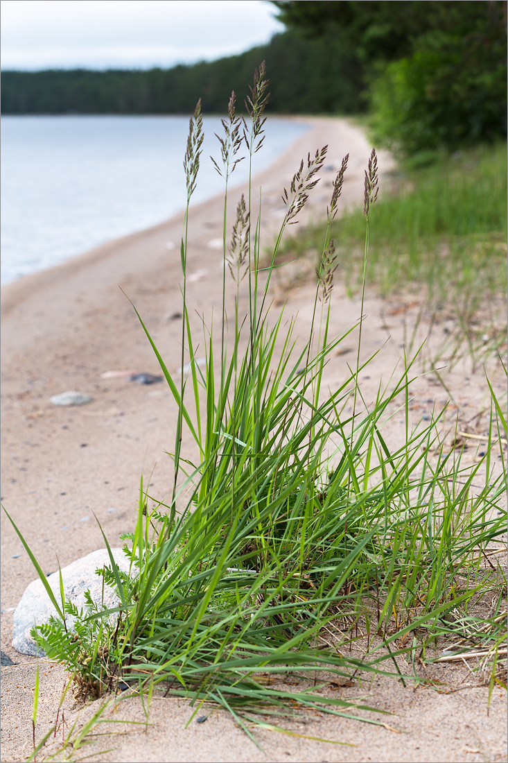 Изображение особи род Calamagrostis.