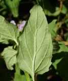 Prunella vulgaris
