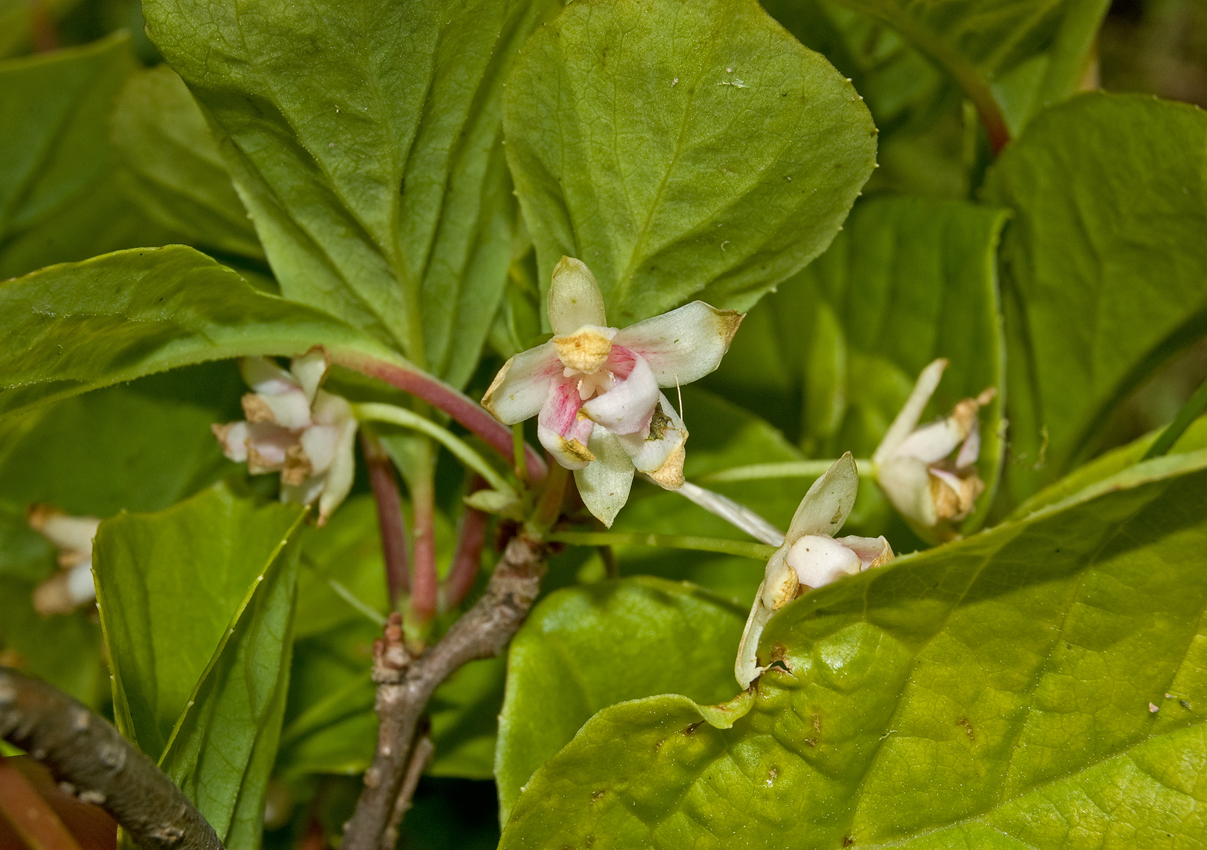 Image of Schisandra chinensis specimen.