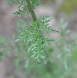 Scrophularia rutifolia