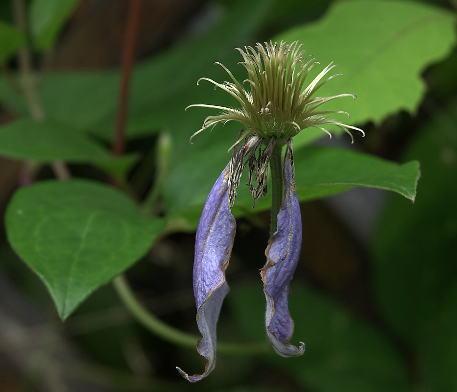 Изображение особи Clematis &times; jackmanii.