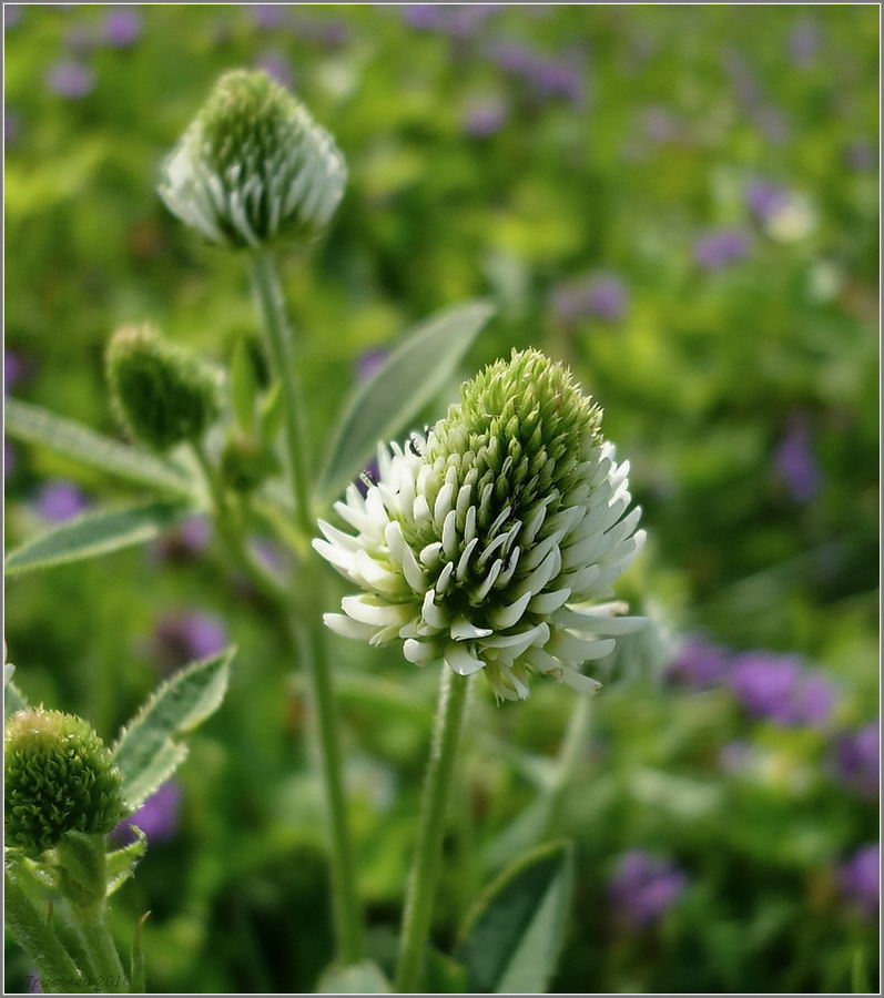 Image of Trifolium montanum specimen.