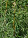 Aconogonon alpinum