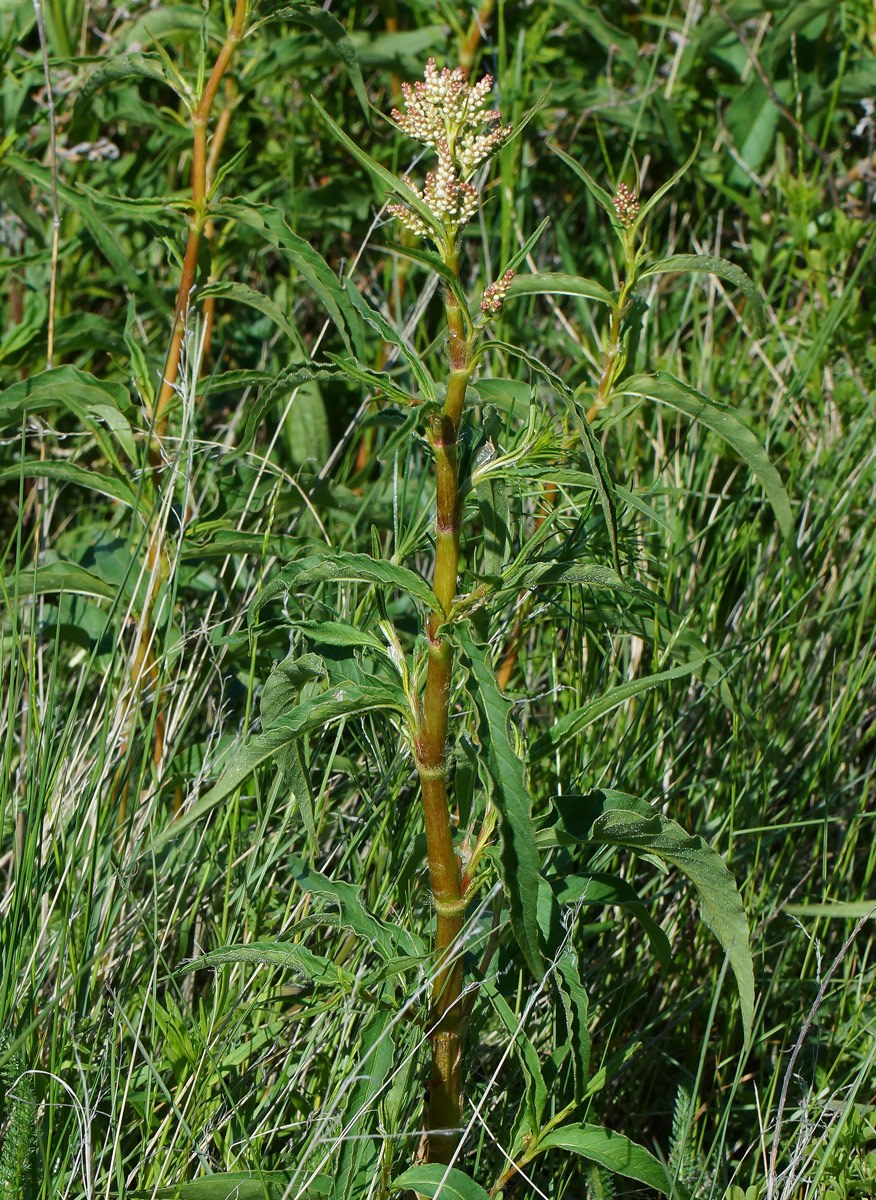 Изображение особи Aconogonon alpinum.