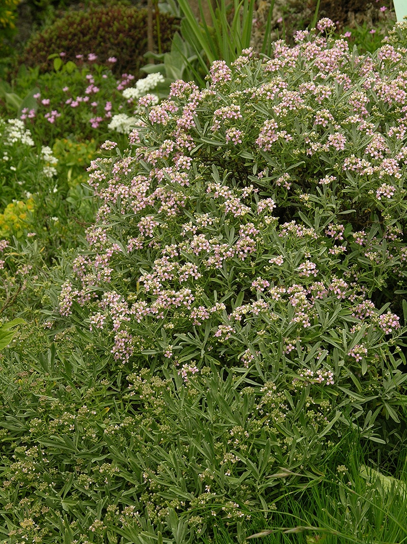 Изображение особи Hormathophylla spinosa.