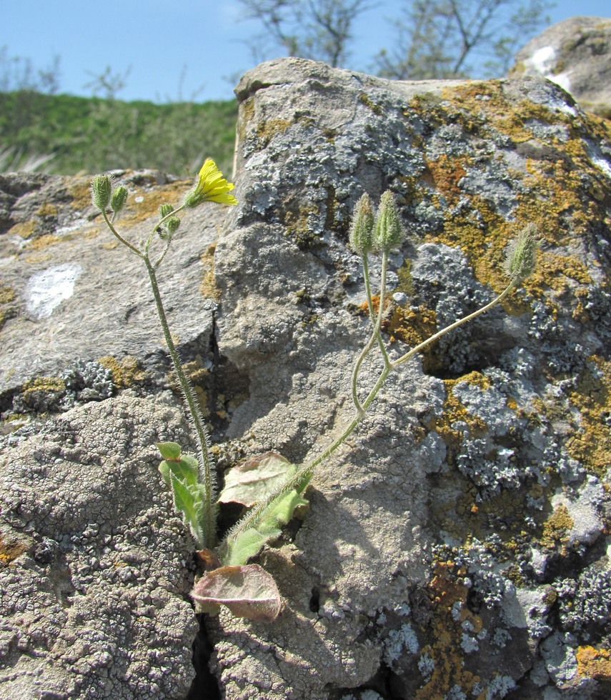 Image of Lagoseris sancta specimen.