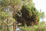 Pinus sylvestris