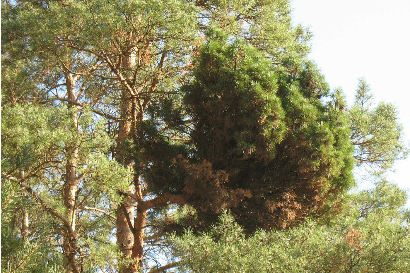 Image of Pinus sylvestris specimen.