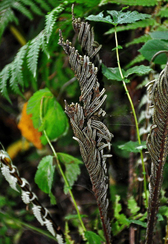 Image of Matteuccia struthiopteris specimen.