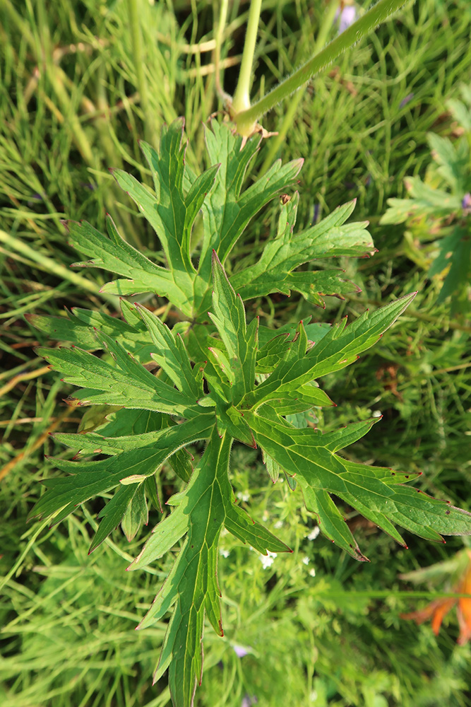 Image of Geranium pratense specimen.