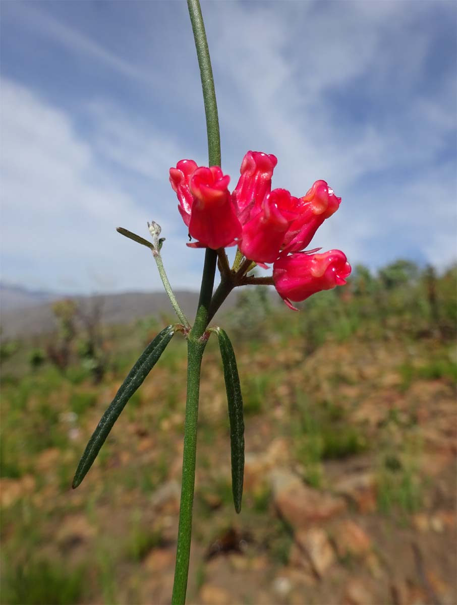 Image of Microloma tenuifolium specimen.