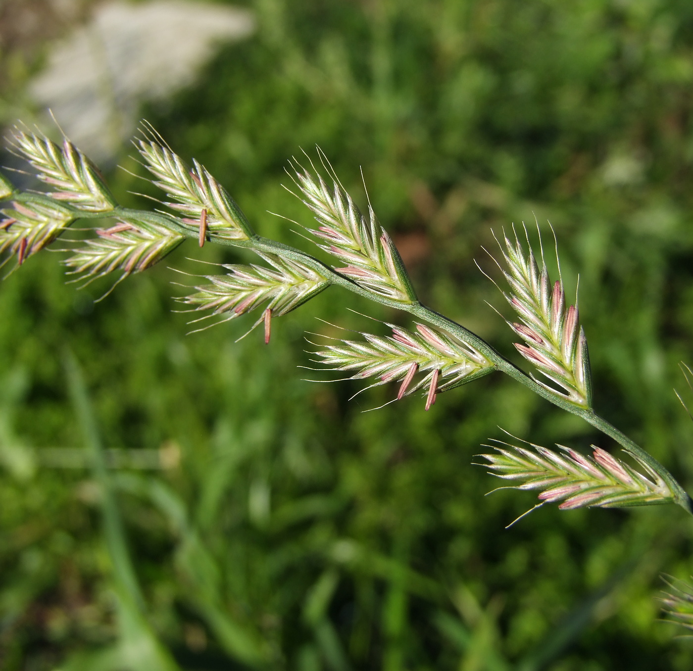 Image of Lolium multiflorum specimen.