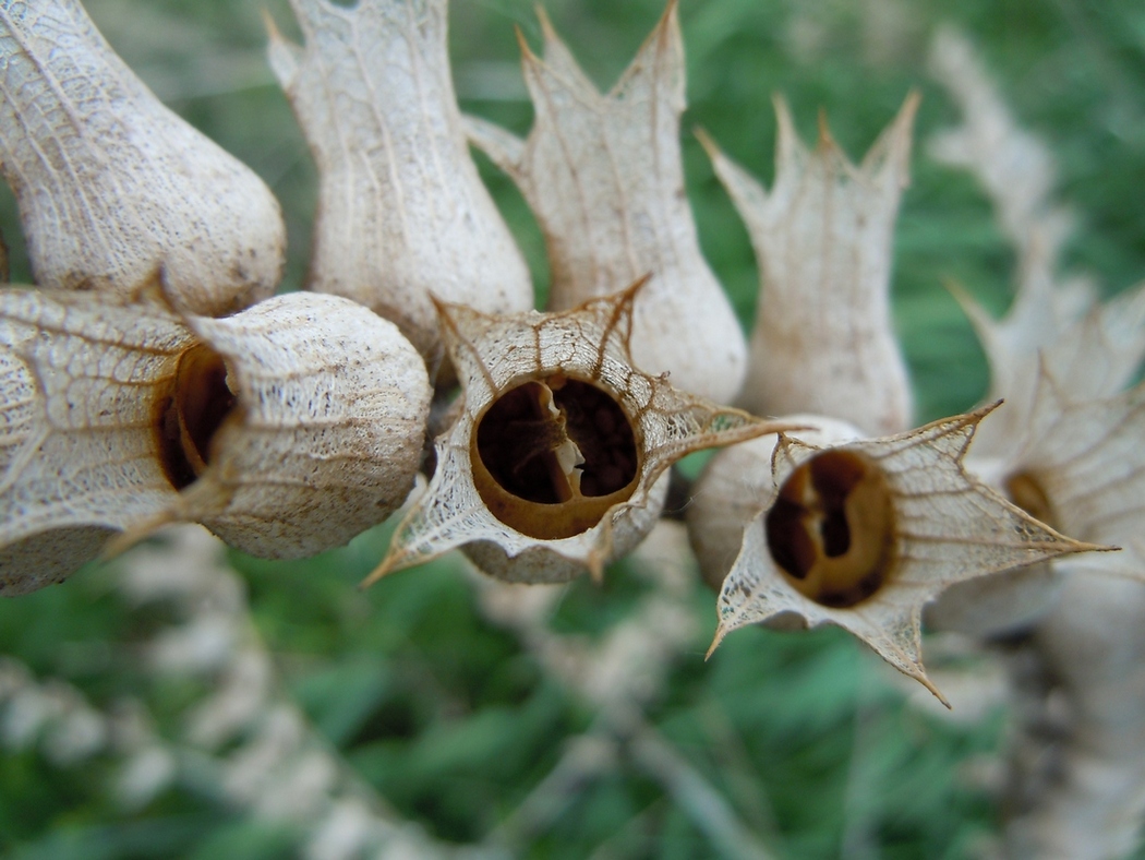 Изображение особи Hyoscyamus niger.