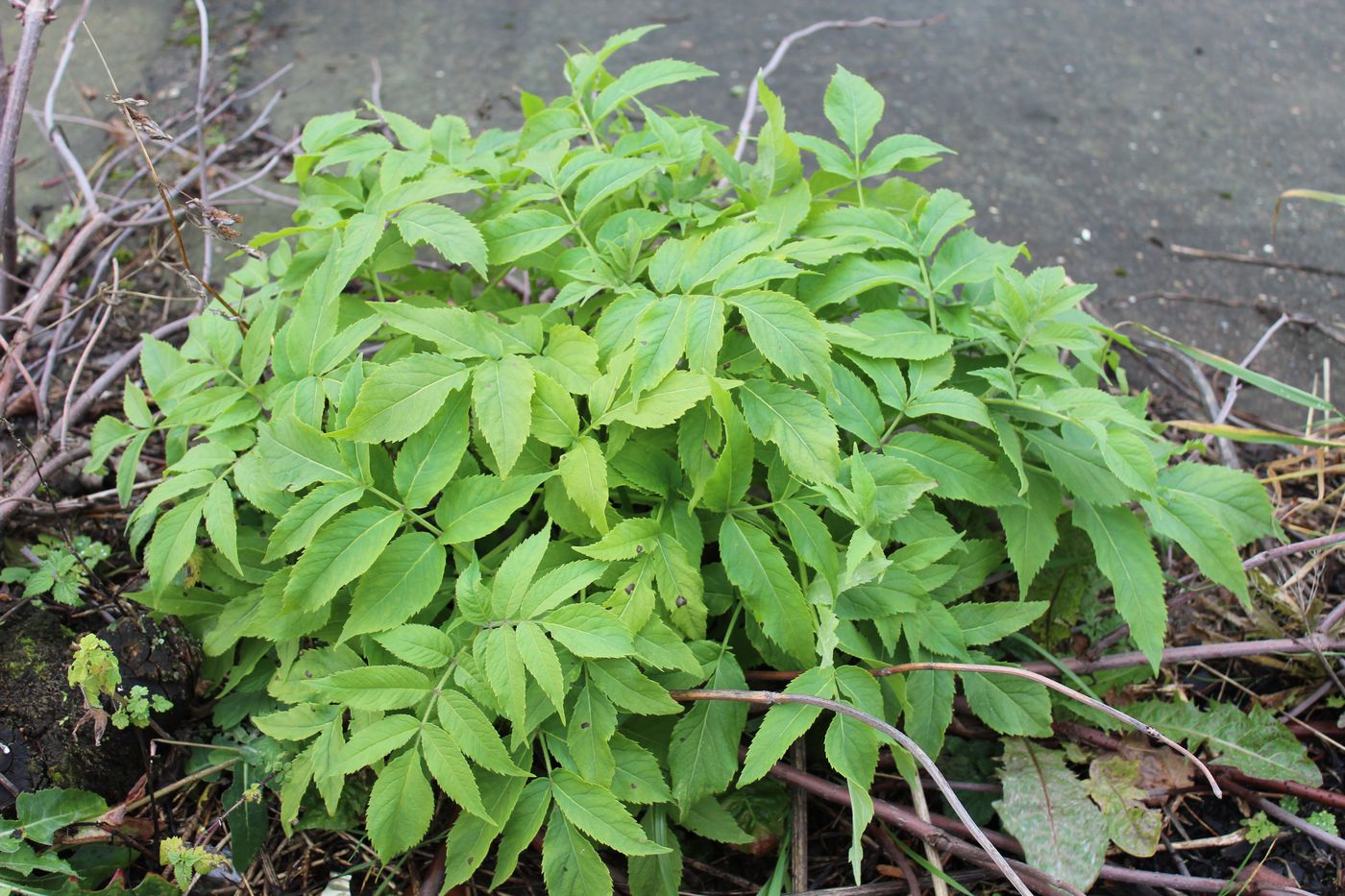 Image of Sambucus racemosa specimen.