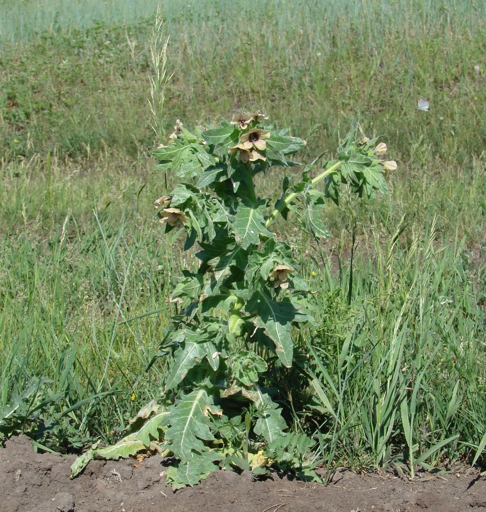 Изображение особи Hyoscyamus niger.