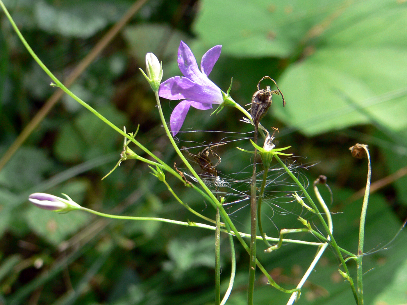 Image of Campanula patula specimen.