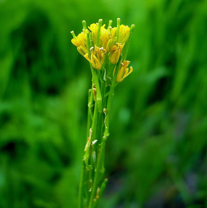 Изображение особи Barbarea stricta.